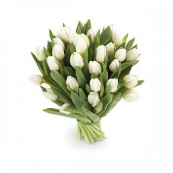  white tulips